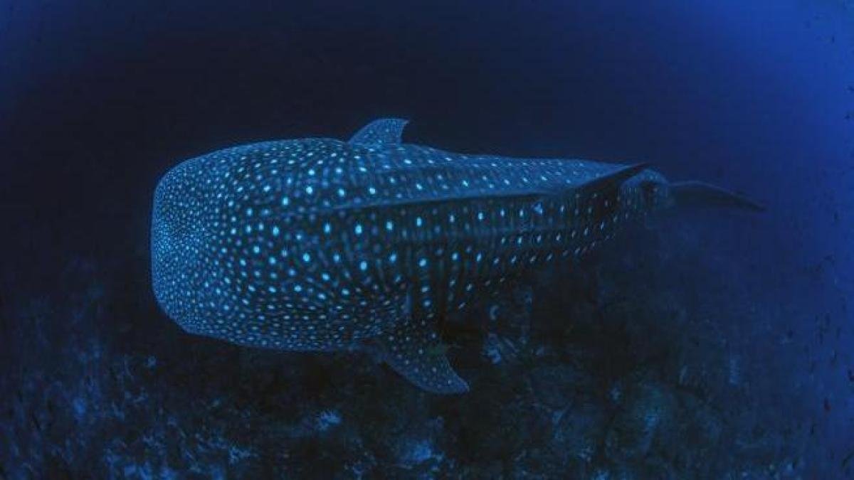 8025 of sharks in indonesian tourist areas injured by human causes