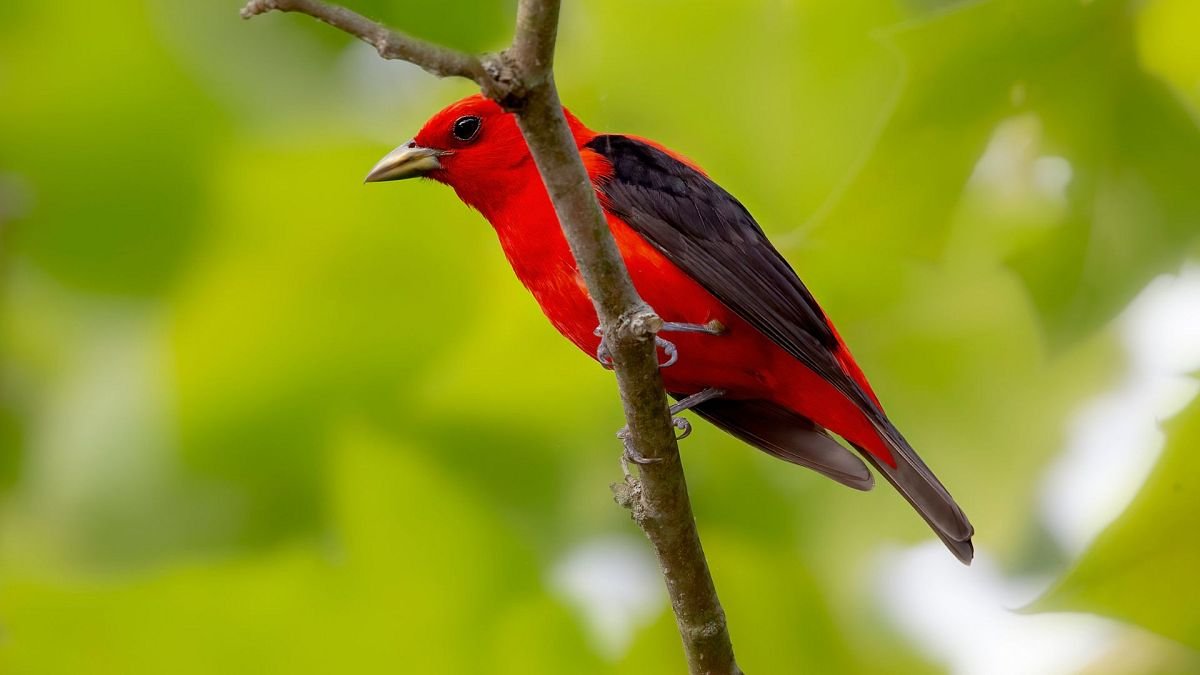 Birdwatching Tourism Disparity: Colombia and South Africa Thrive, While Venezuela and DRC Lag Behind