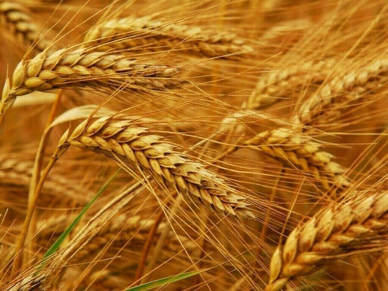 Egypt Purchases Nearly 4 Million Tons of Wheat this Season, Official Informs Reuters