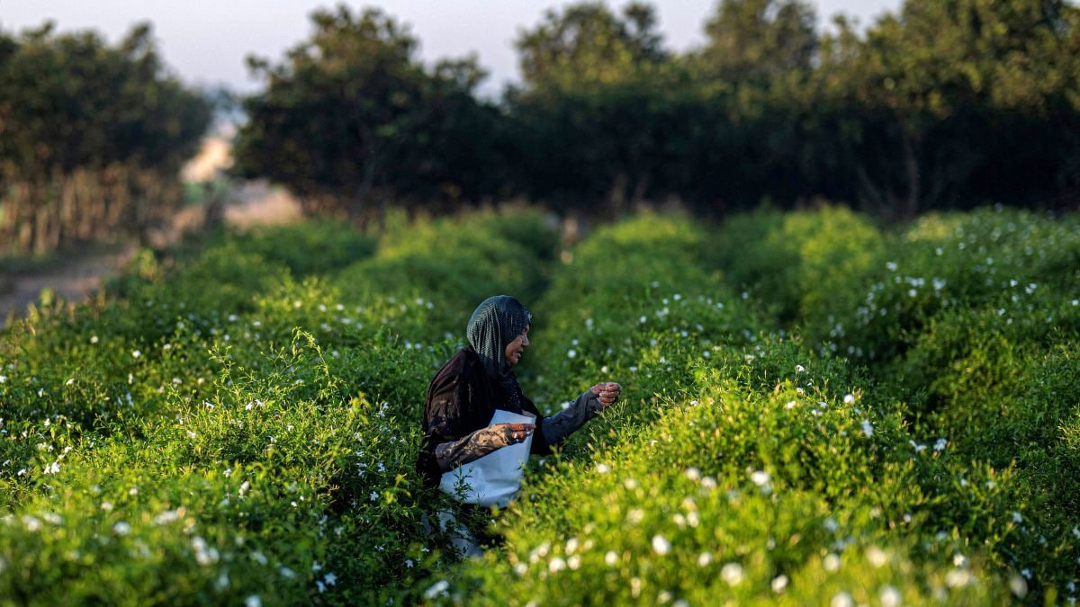 Egypt’s Farmers Struggle Against Climate Change in World’s Perfume Production