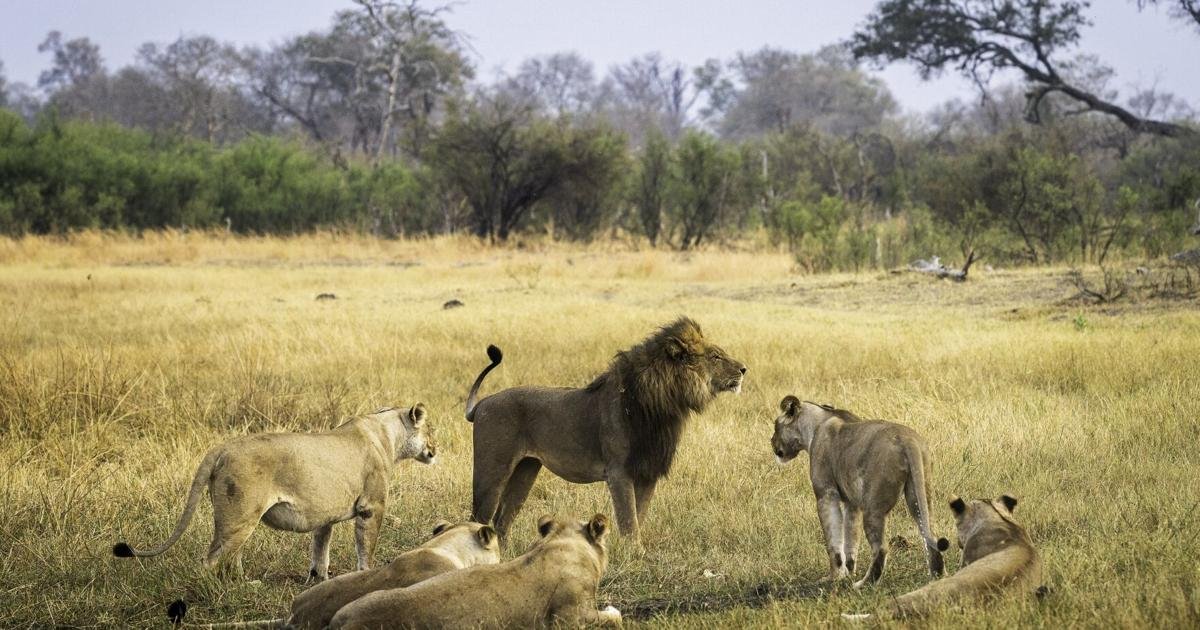 Expert Travel Tips for Your First Safari Trip in Africa