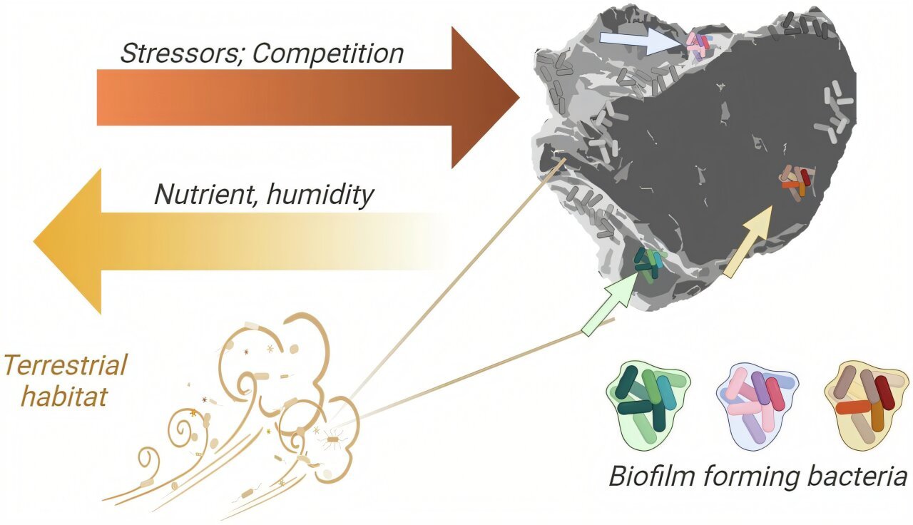How Saharan Bacteria Survive Dust Storm Journeys