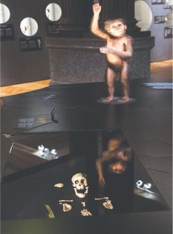 Human Ancestor Lucy Makes First European Appearance in Prague