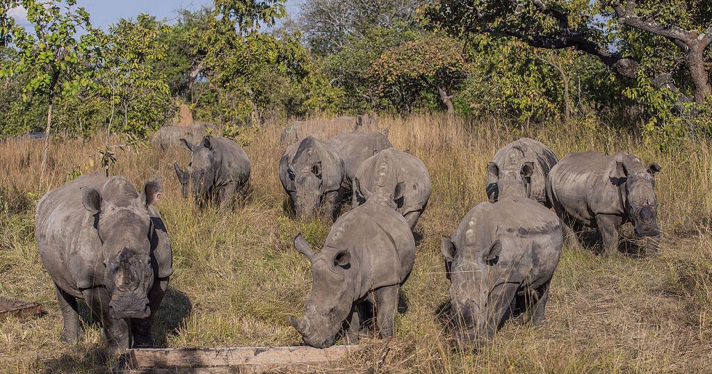International Rhino Horn Trafficking Scheme: 6 Arrested in South Africa