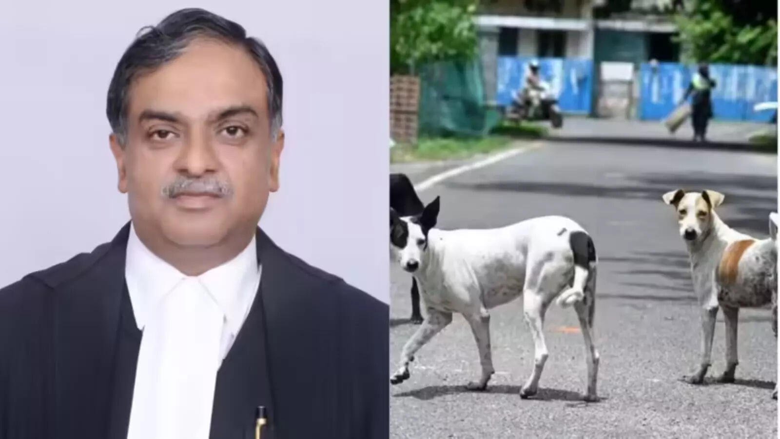 justice vikram nath talks about stray dogs case2c thanks cji for recognition