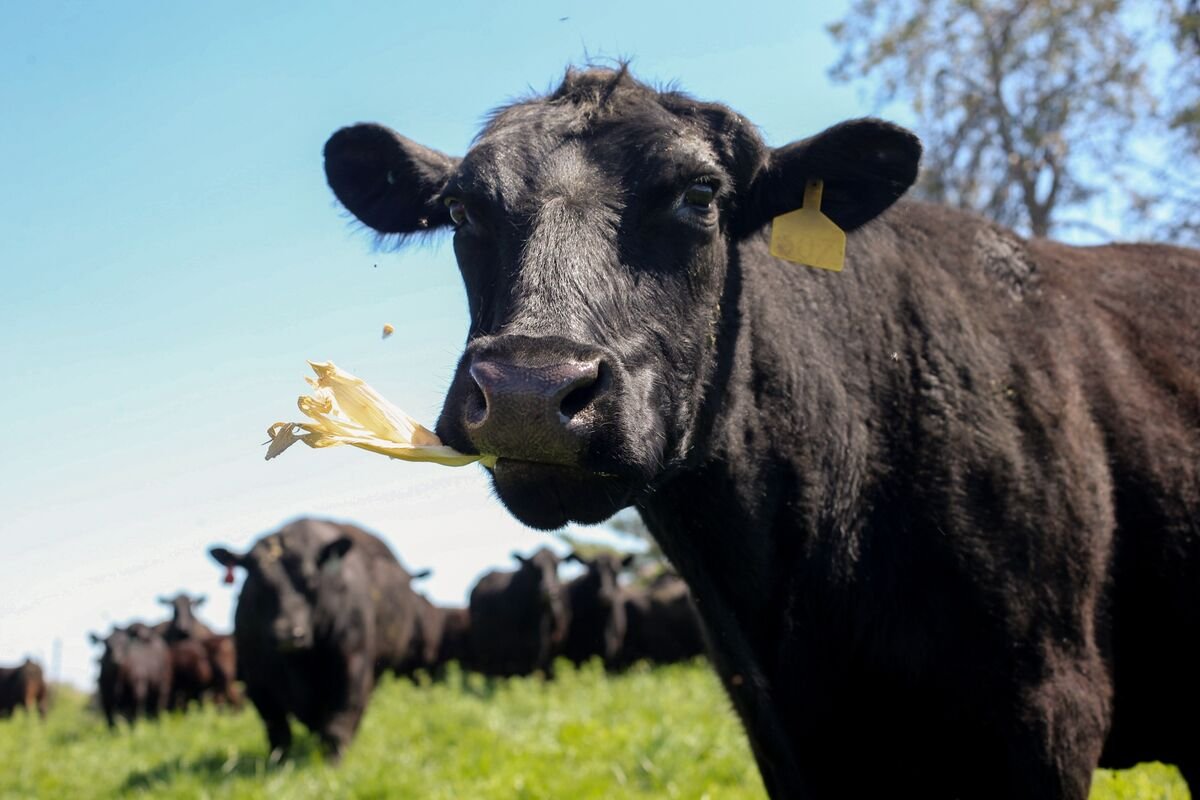 Marfrig’s Home Beef Business Helps Cushion US Cattle Squeeze
