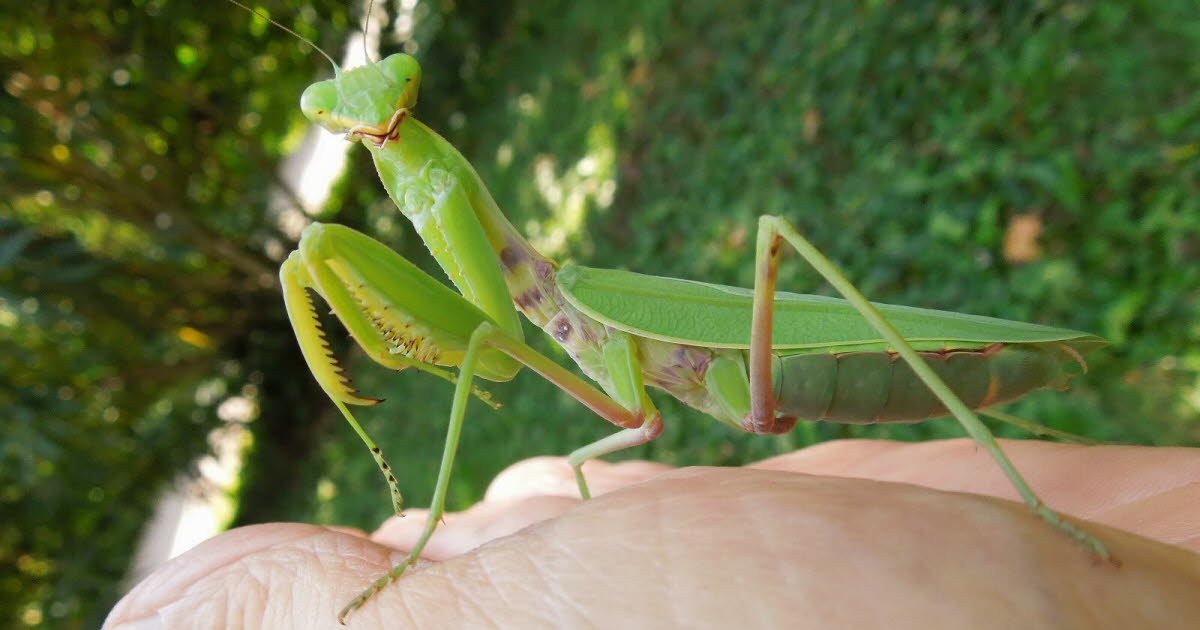 Rare Asian Mantis Species Spotted for the First Time in Valence