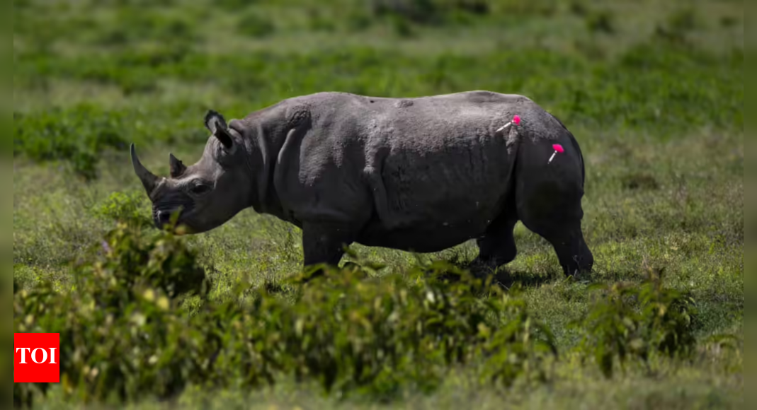 South African Rhino Breeder Arrested in Connection with Rhino Horn Smuggling Scandal