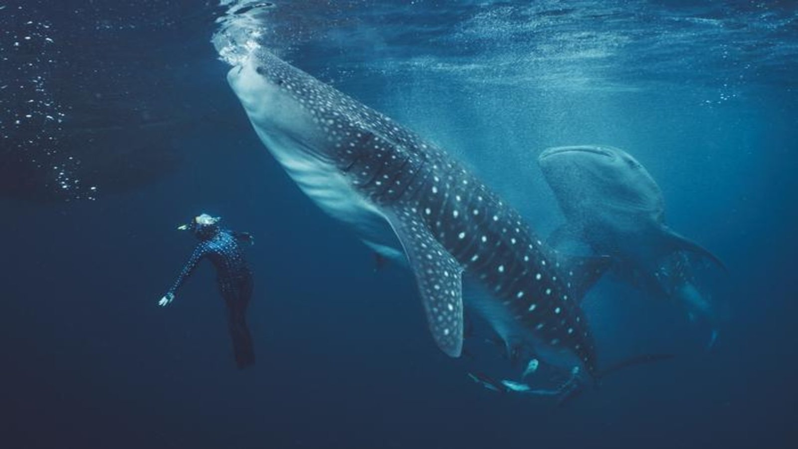 study shows 8025 of injuries in endangered whale sharks in indonesia are manmade