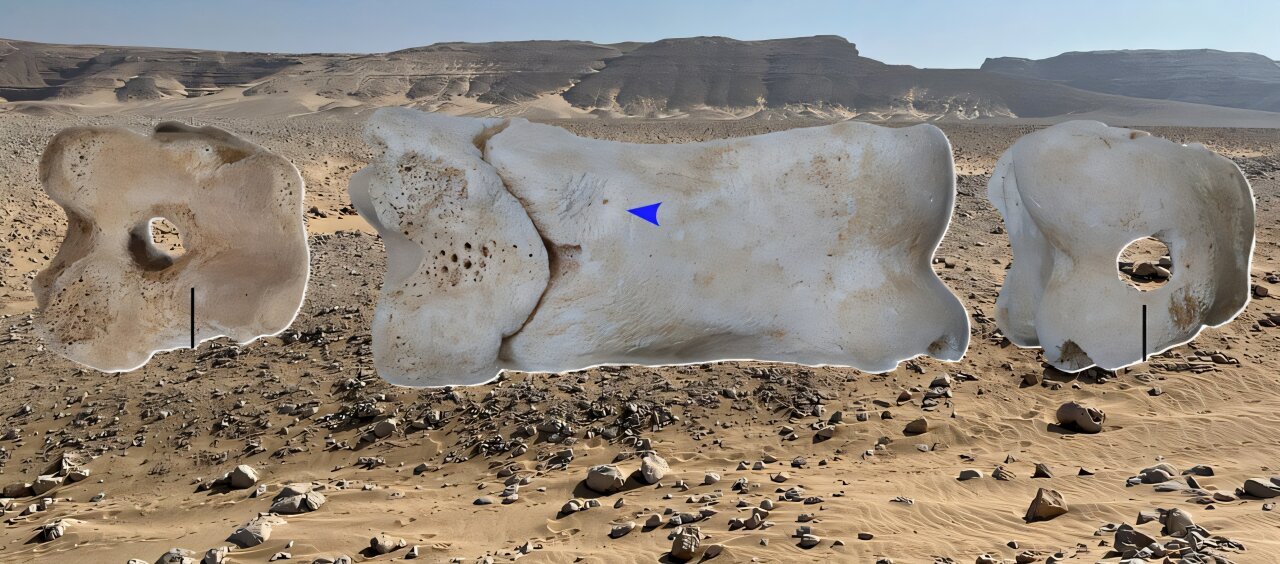 32c300 year old egyptian bone whistle discovered at 18th dynasty city of akhenaten