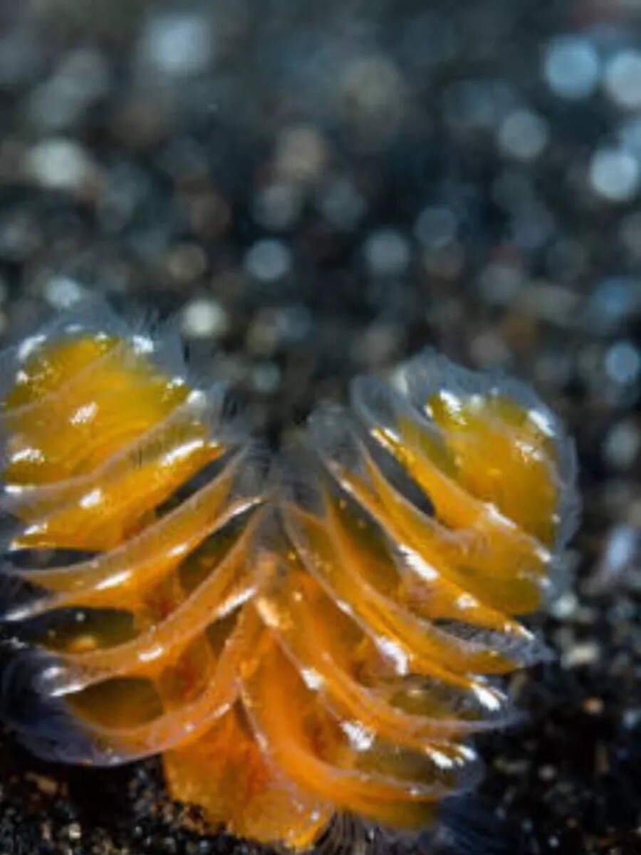 7 animals with purple blood3a natures rarest survival trick