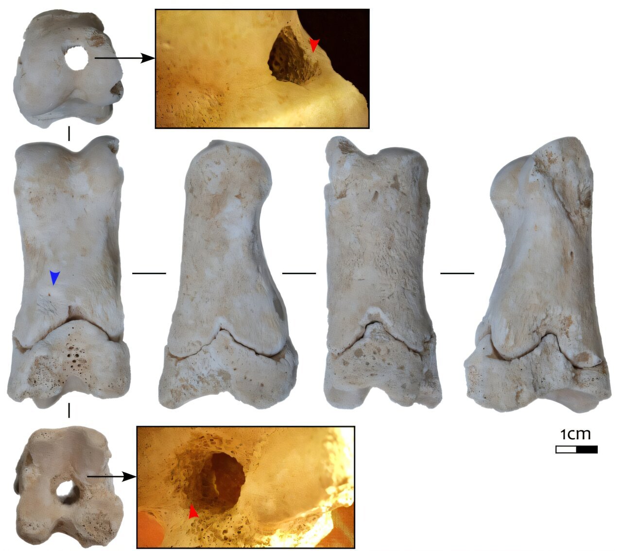 Ancient Egyptian Bone Whistle Possibly Used by ‘Police’ Uncovered