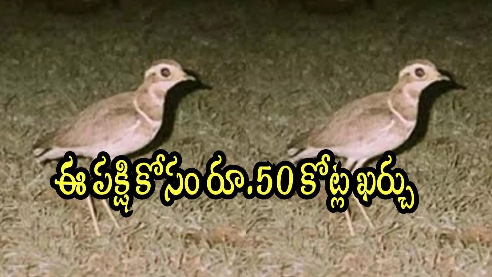 andhra pradesh jerdon bird found again3a research costs rs 50 crores in that district2c what is the uniqueness