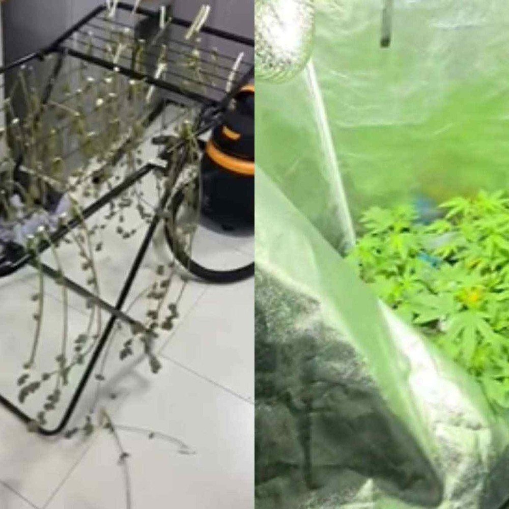 Biologist arrested for cultivating gourmet drug sold courses for traffickers
