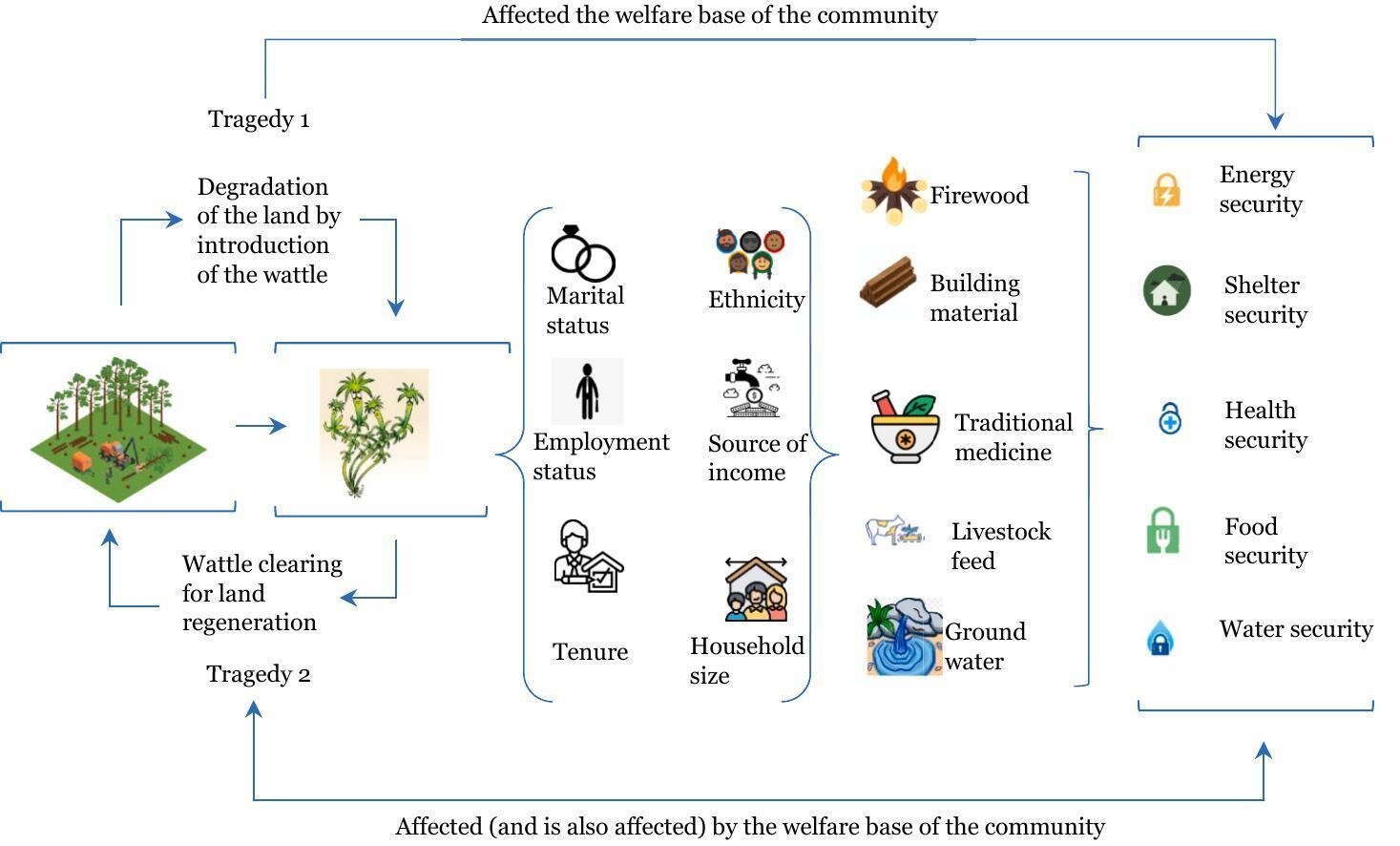 Black Wattle as Firewood: How South African Communities Are Putting Invasive Species to Work
