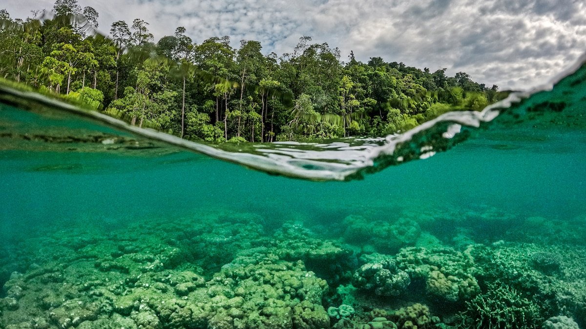 exploring the sacred indonesian coral reefs of raja ampat