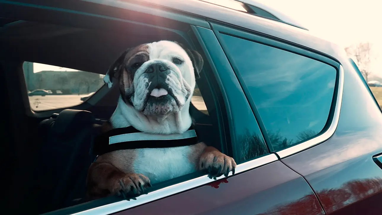 ford patentes system to make traveling with pets safer and more comfortable