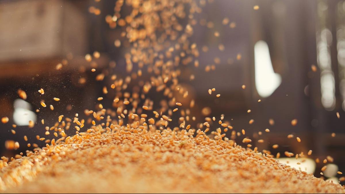 india and russia discuss establishment of brics grain exchange