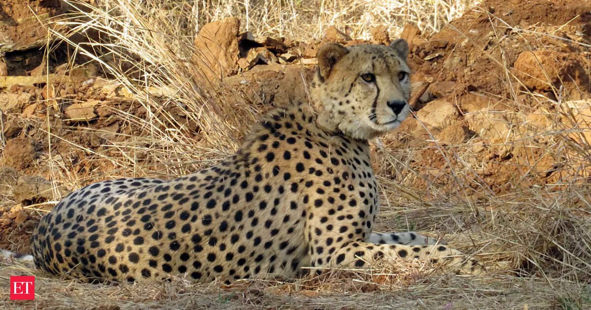 india in talks to import more cheetahs by december2c cub survival rate exceeding global average