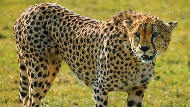 india in talks with african nations to bring 30 more cheetahs by year end
