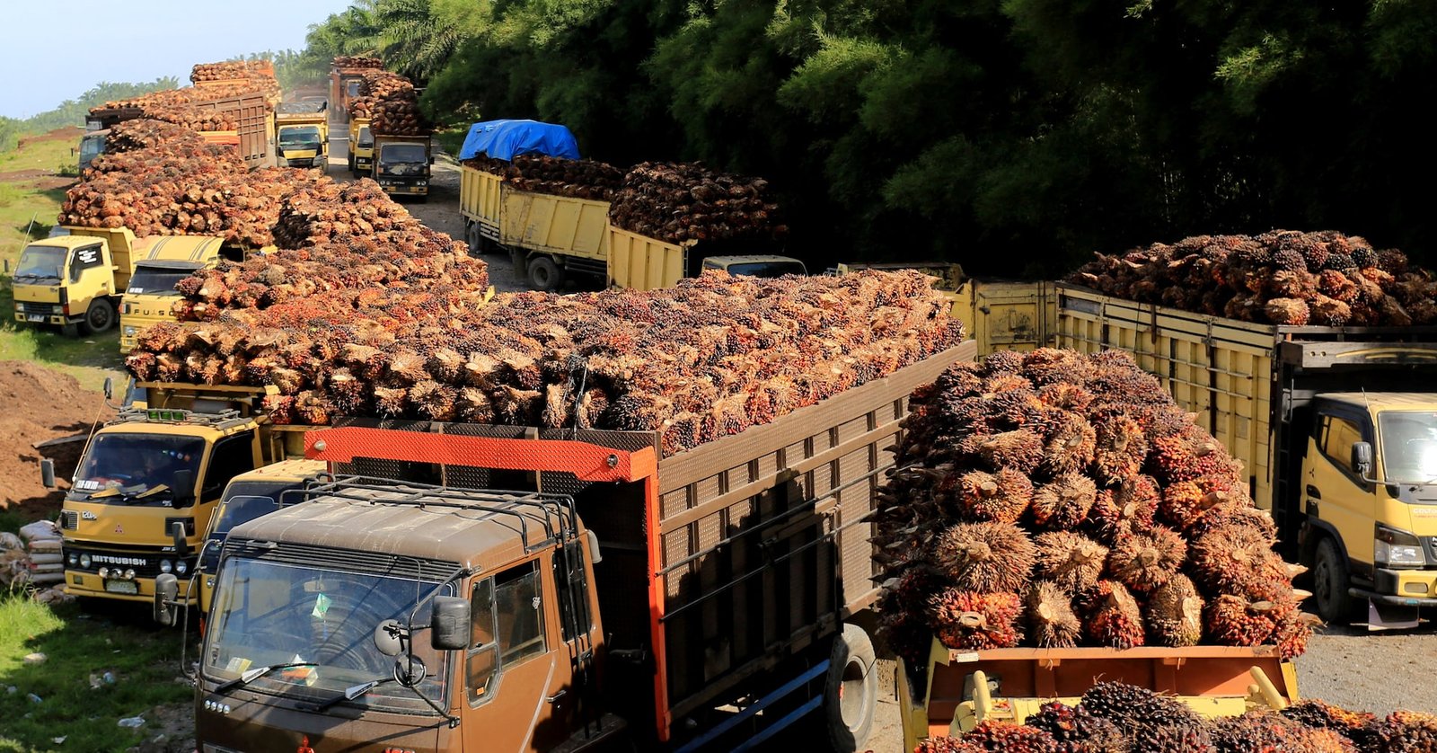 indonesias palm oil exports to eu expected to rise with trade pact and regulatory reprieve
