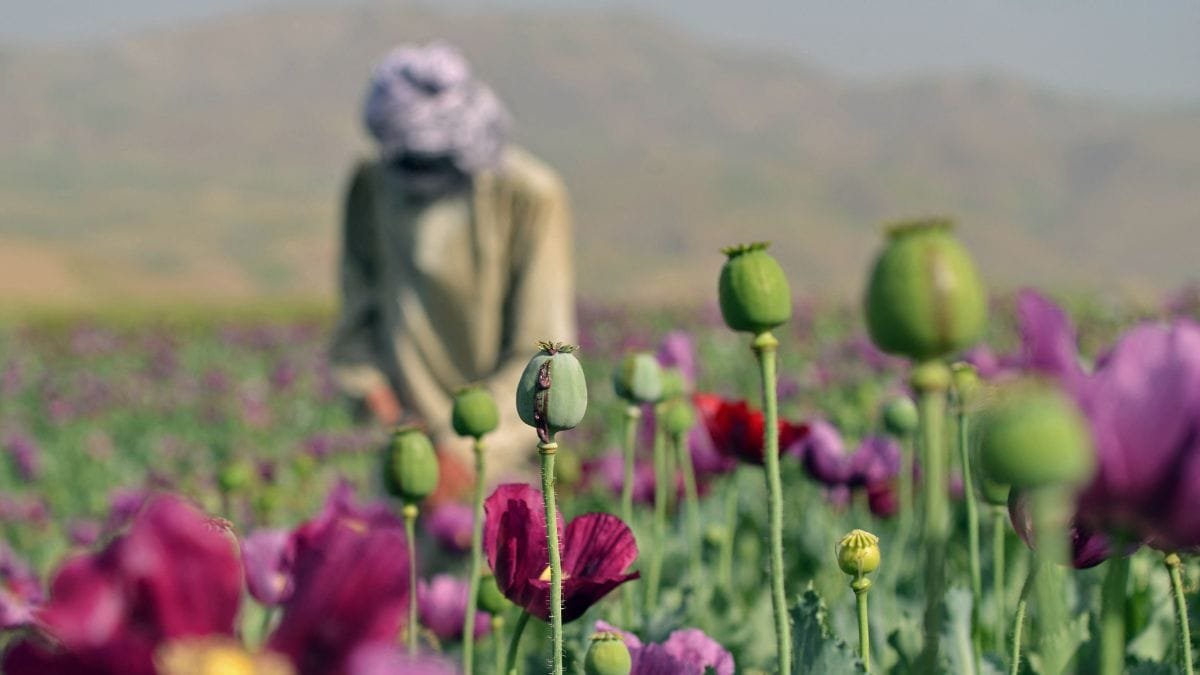 Iran approves cultivation of poppies for opium, following Taliban ban in Afghanistan