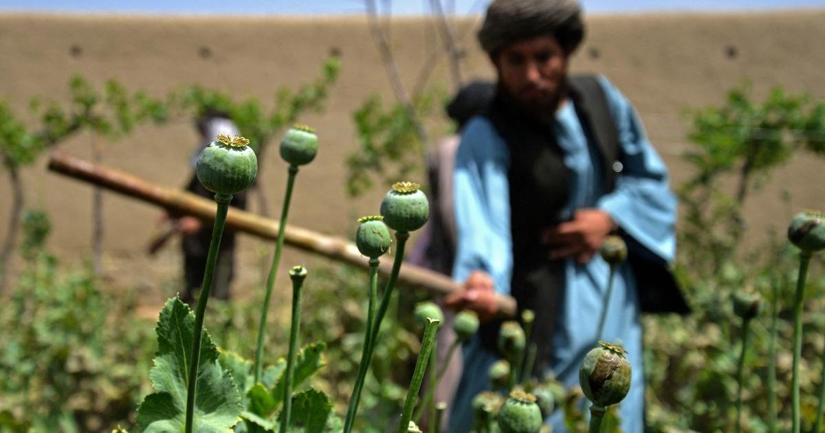 Iran Returns to Opium Culture After Four Decades of Firm Prohibition