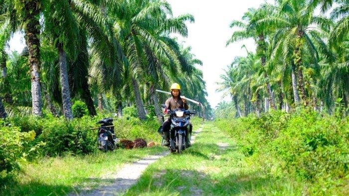 ministry of industry improves the quality of human resources in the palm oil industry to strengthen downstream industries