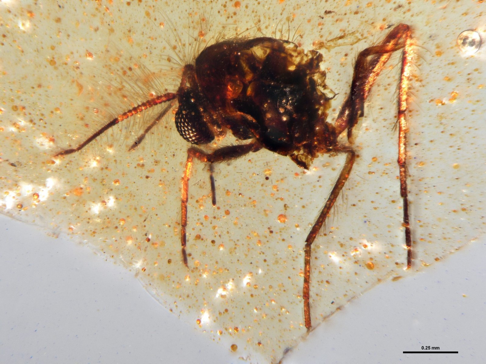 Prehistoric Insects Fossils Trapped in Resin
