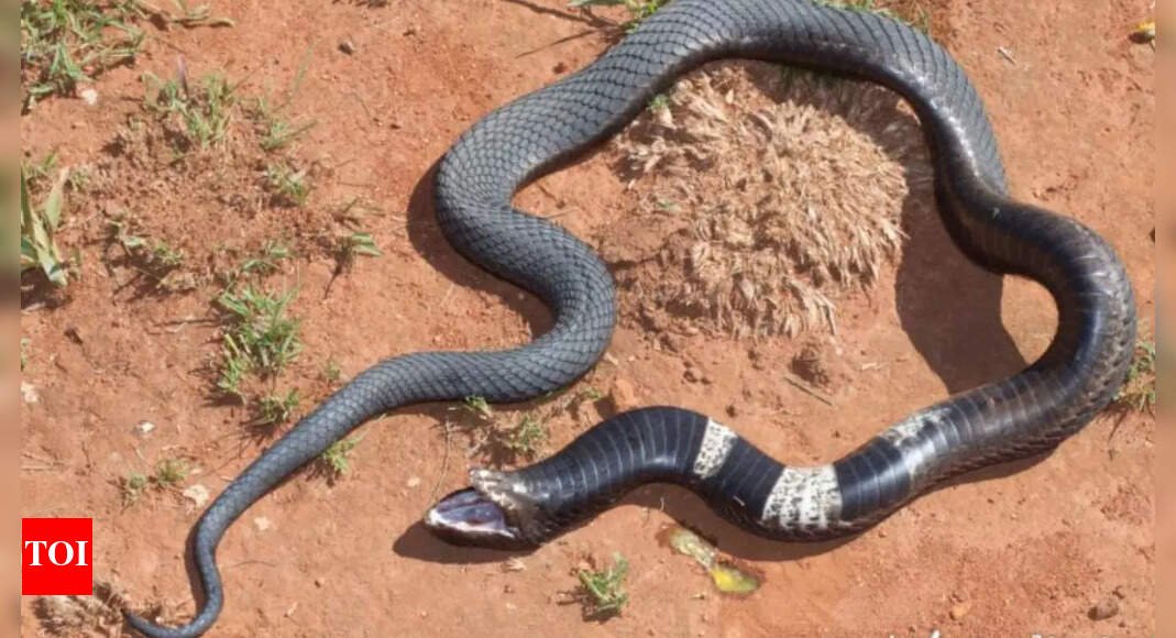 Rinkhals Snake: The Cobra-Looking Reptile from South Africa with Unique Survival Tactics