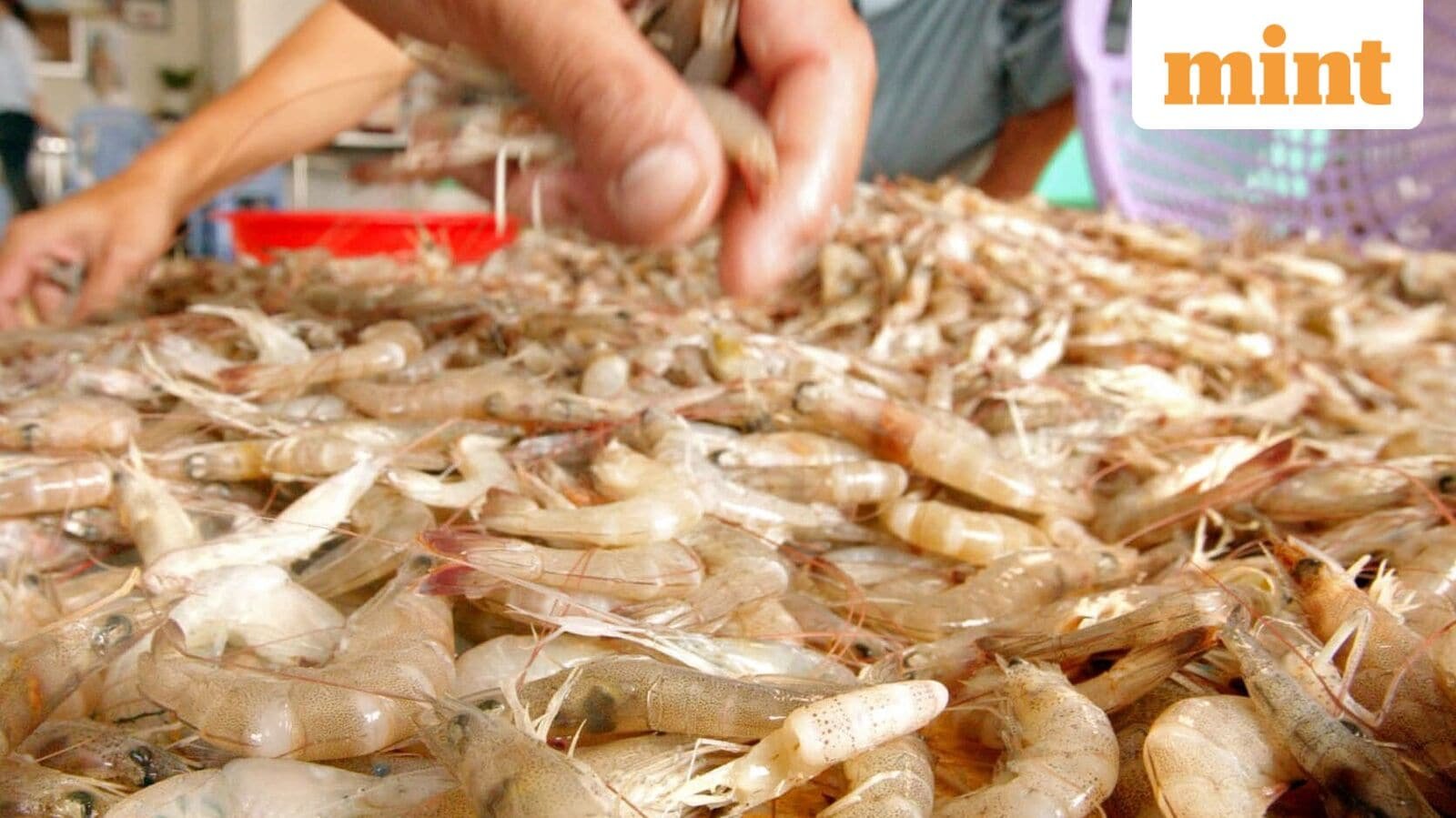 shrimp shift3a indian seafood exporters look to china after us tariff shock
