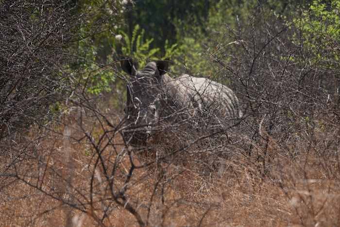 south africa celebrates world rhino day as efforts to combat poaching show progress