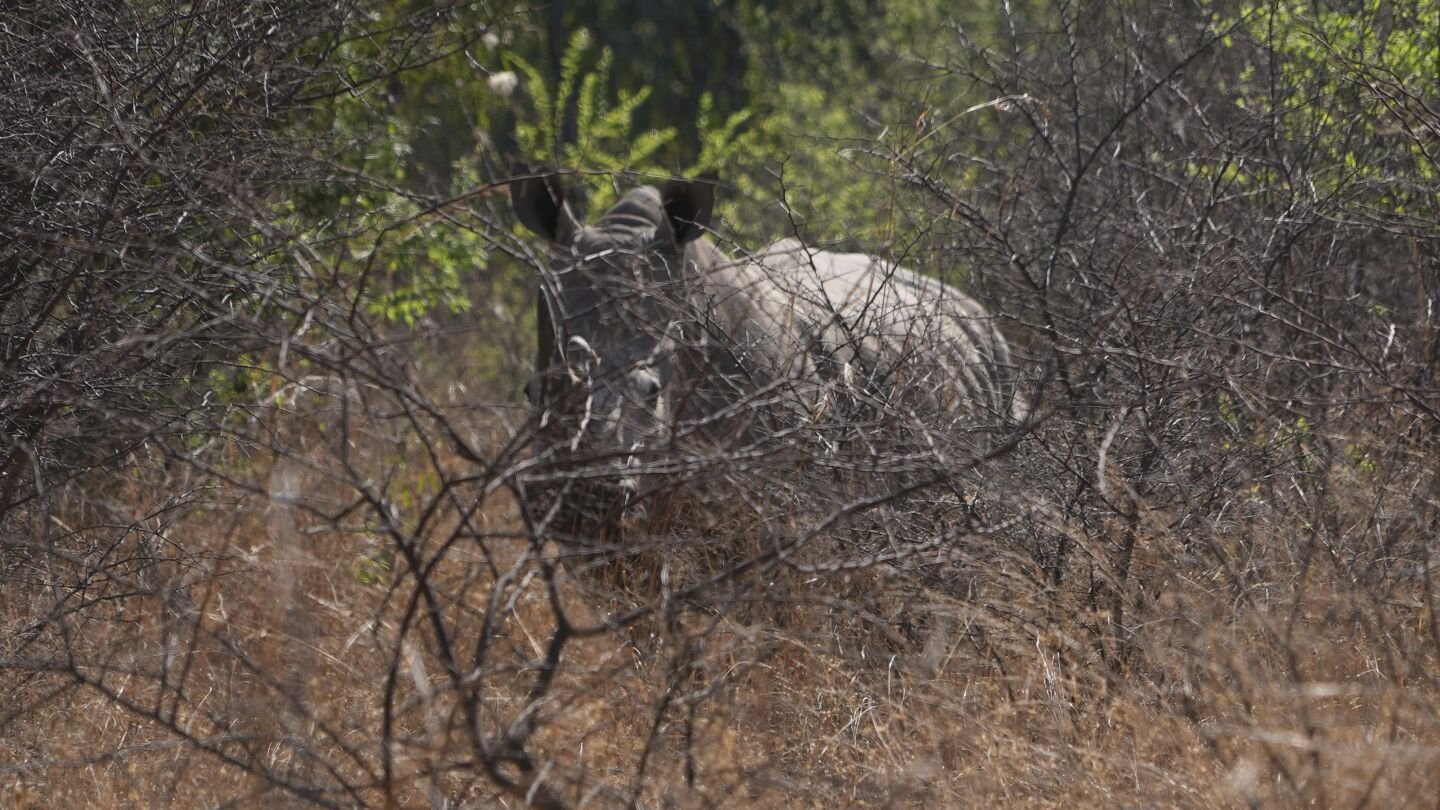 South Africa Marks World Rhino Day with Slowing Poaching Rates