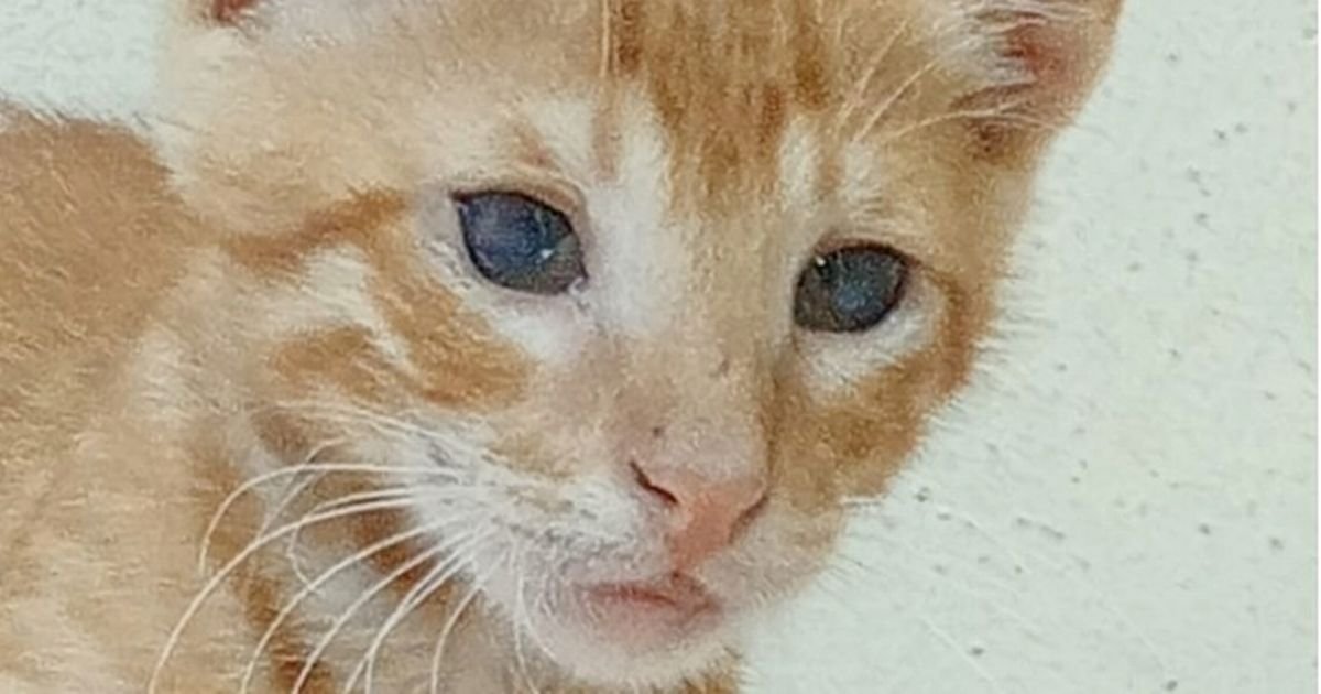 Terrified Kitten Used in Sick Game of Fetch Desperately Needs New Home