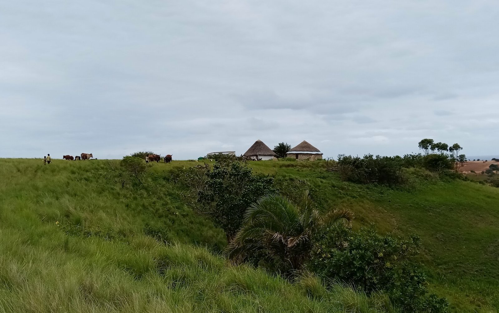 traditional food systems3a lessons from south africas amadiba