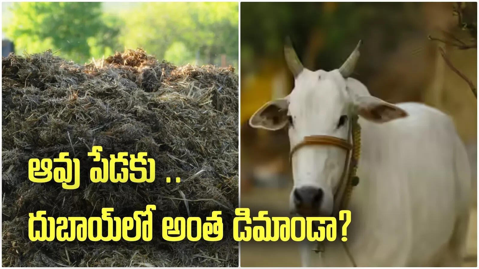 why is there a lack of grass for cows in dubai3f chandrababu reveals the truth. why is it happening3f