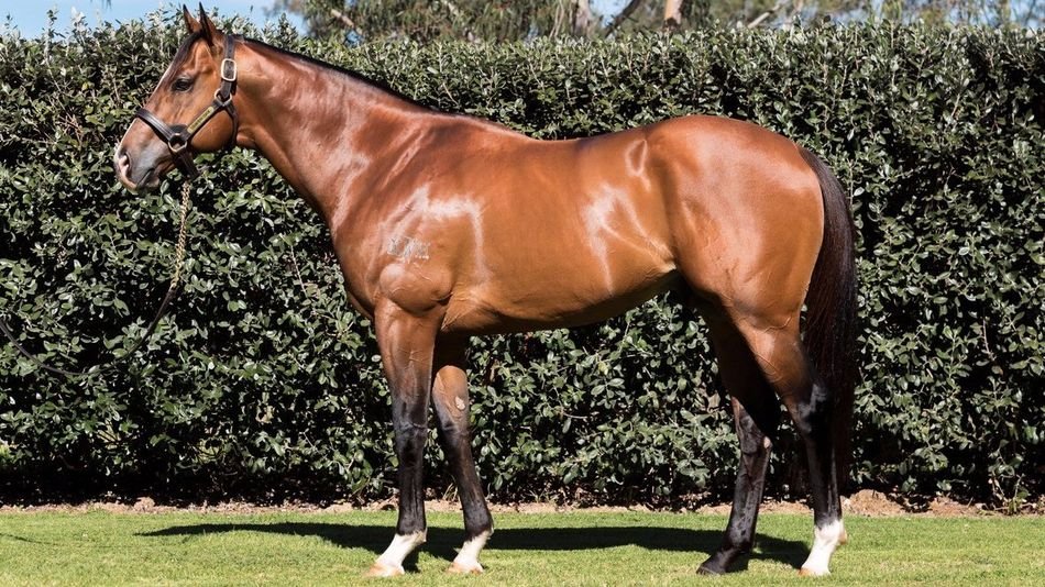 Australian Stakes-Winning Stallion Counterattack Moves to Iran