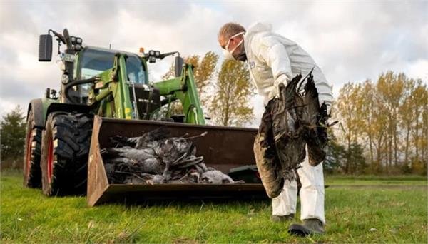 Bird Flu Outbreak in Germany; 5 Lakh Chickens, Ducks, and Geese Dead