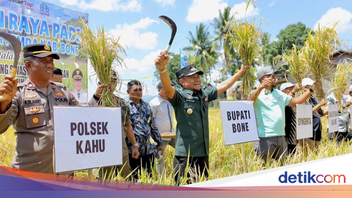 Bone Becomes the 5th Largest Rice Producer in Indonesia, District Head Appreciates Farmers