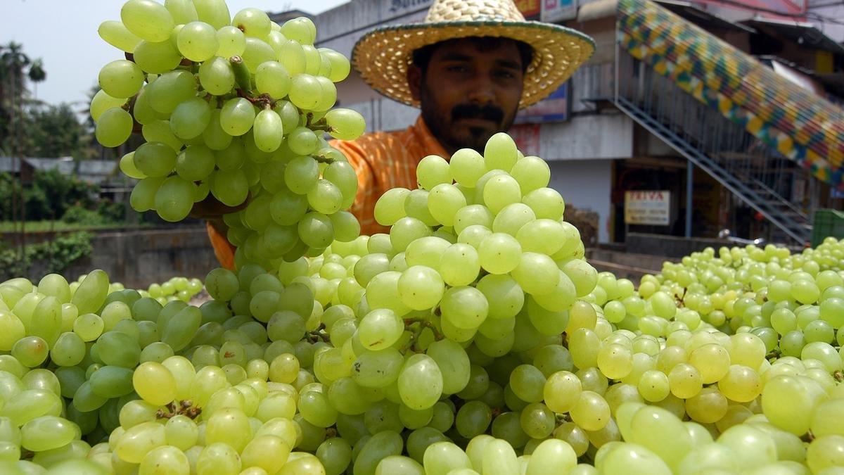 China’s Rise Drives Global Grape Boom in 2025