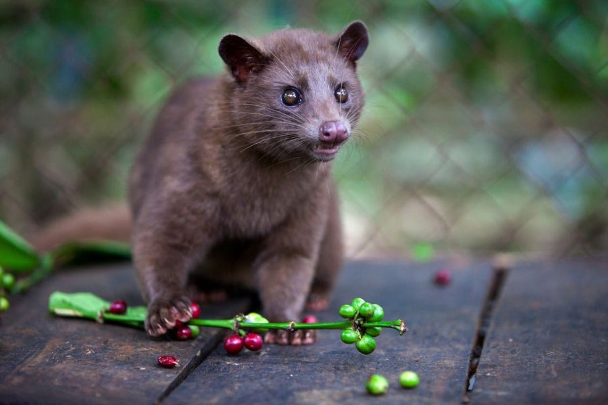 Coffee Beans Pooped Out by Asian Palm Civets Have Better Flavor and Aromatic Compounds: New Study
