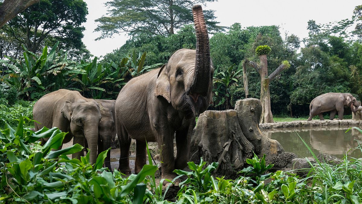 8-Year-Old Girl Trampled to Death by Charging Elephant in Indonesia
