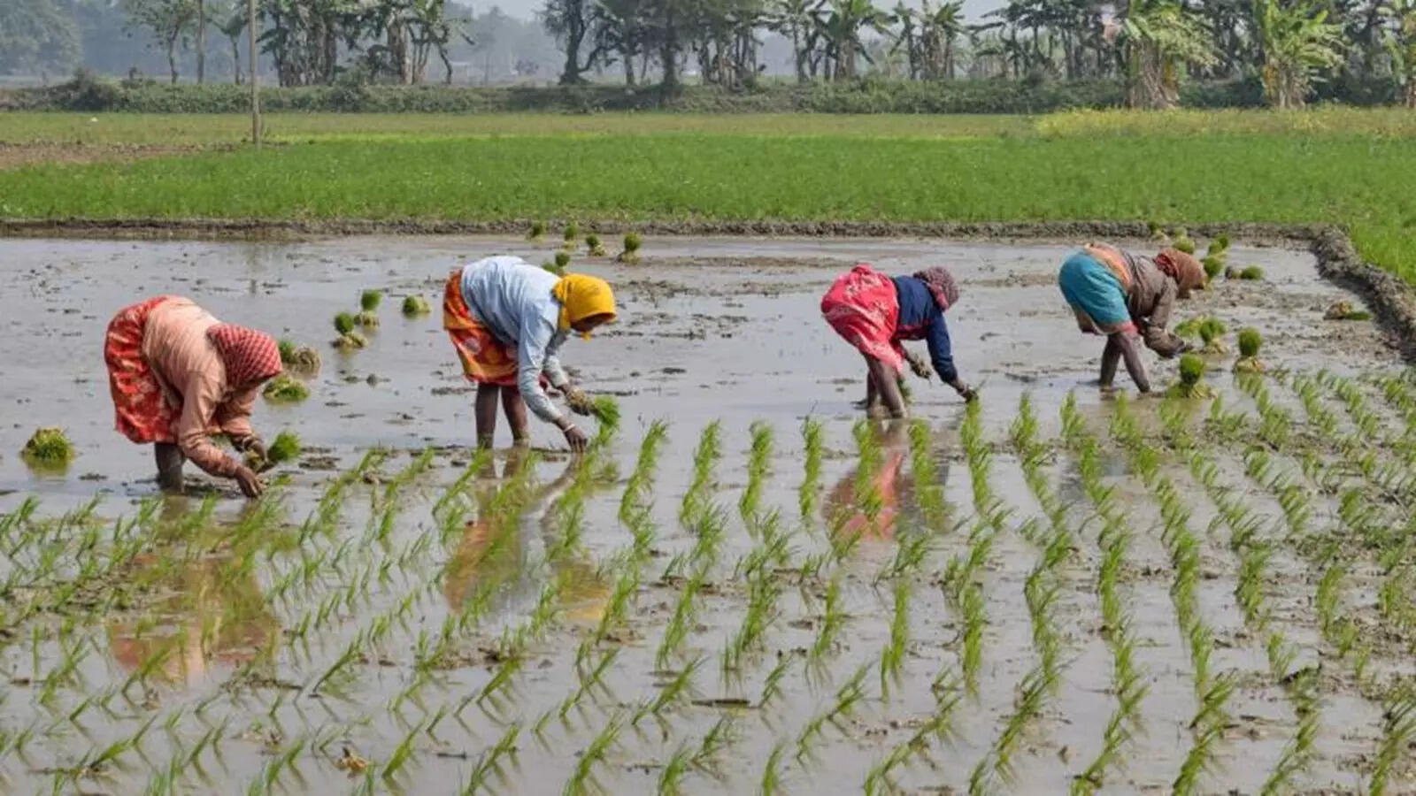 Alert for Farmers: Annadata Sukhibhava Scheme Disburses Funds