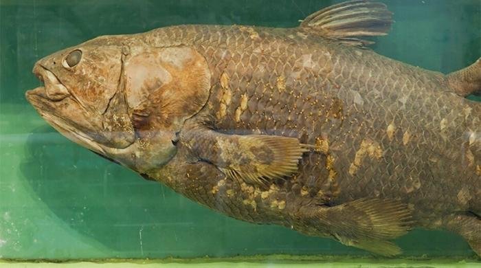 Coelacanth Fish Believed Extinct 66 Million Years Ago Rediscovered in Indonesia