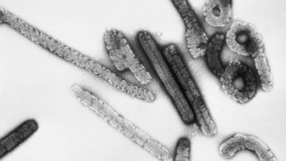 Ethiopia Faces Marburg Virus Outbreak: Understanding Its Spread and Impact on Africa’s Health Crisis