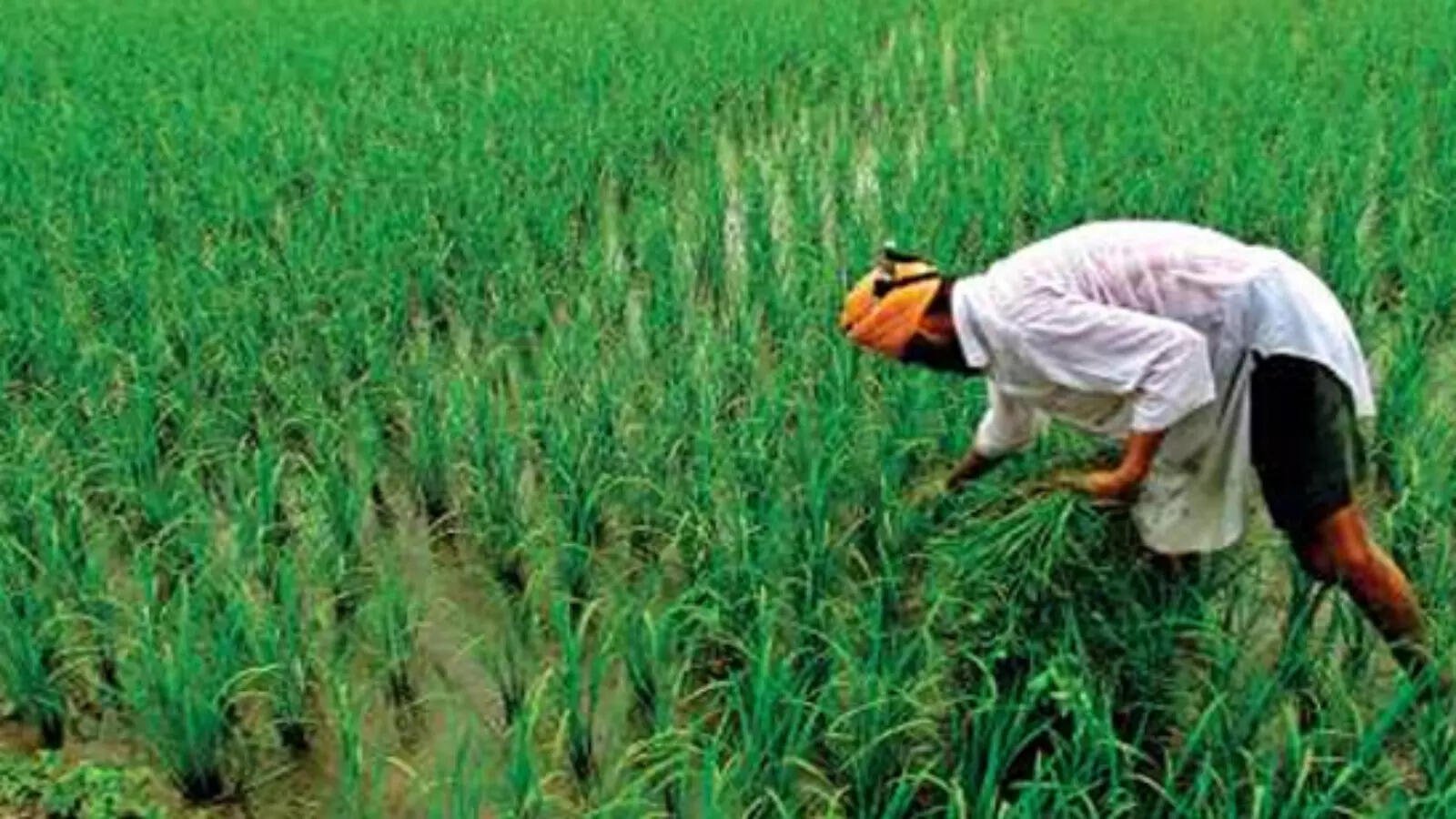 Good News for AP Farmers: Annadata Sukhibhava 2nd Installment to be Released in November!