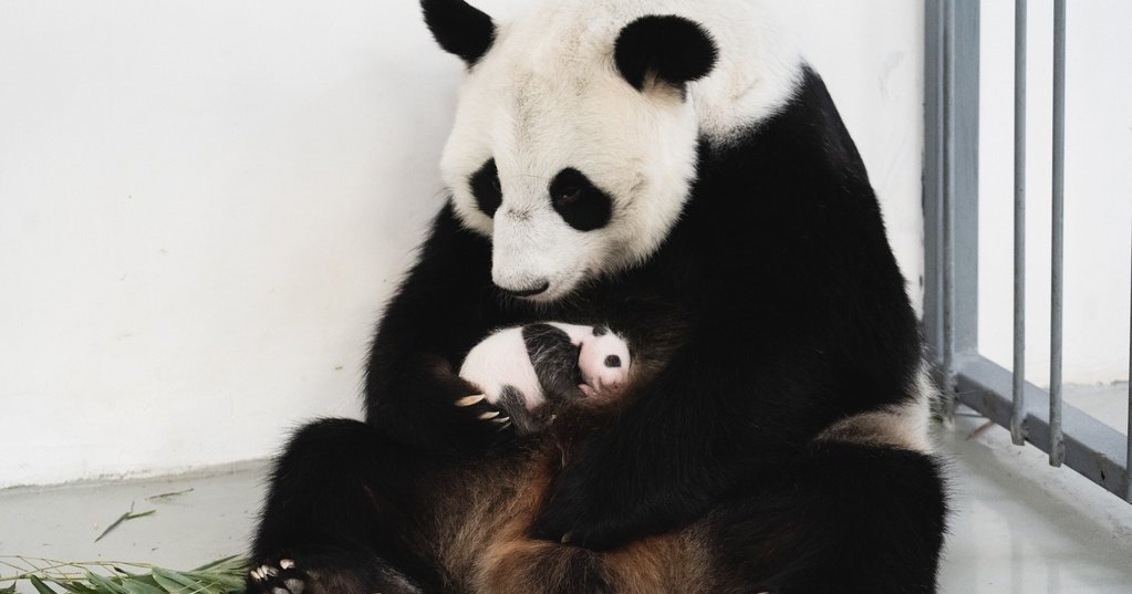 Japan at Risk of Losing Pandas Due to Escalated Relations with China