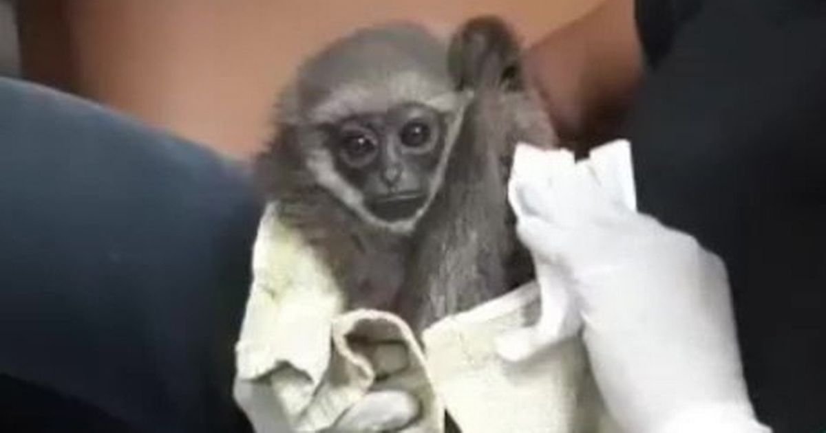 Man arrested at airport for smuggling ‘endangered’ apes in his bag