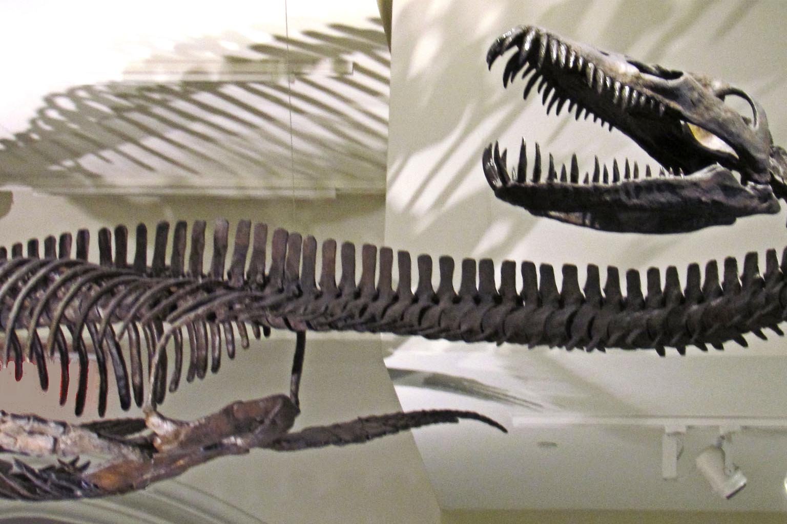 Newly Discovered Sea Monster Species in British Columbia Rewrites Marine Reptile History