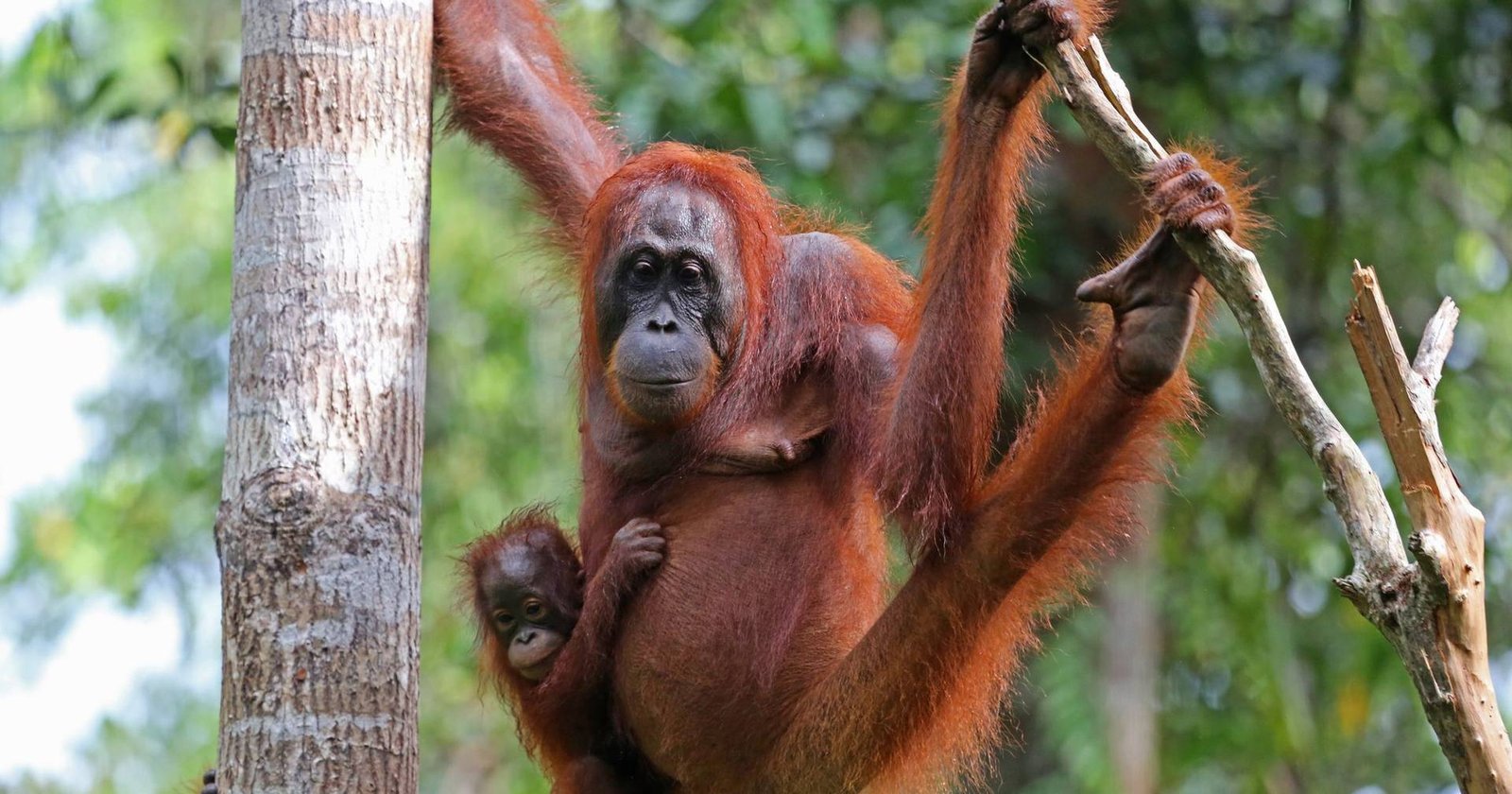 Orangutans Demonstrate Encyclopedic Knowledge to Feed Themselves When Independent